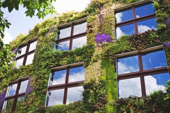 How to Make a Living Wall: The Complete Guide