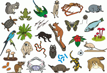 JSS1 Basic Science Third Term: Characteristics Of Living Things ...