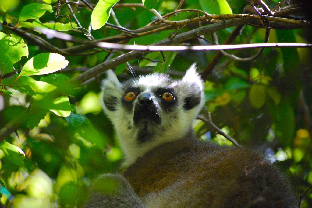 El Patrimonio Mundial Natural en peligro - Razón Pública