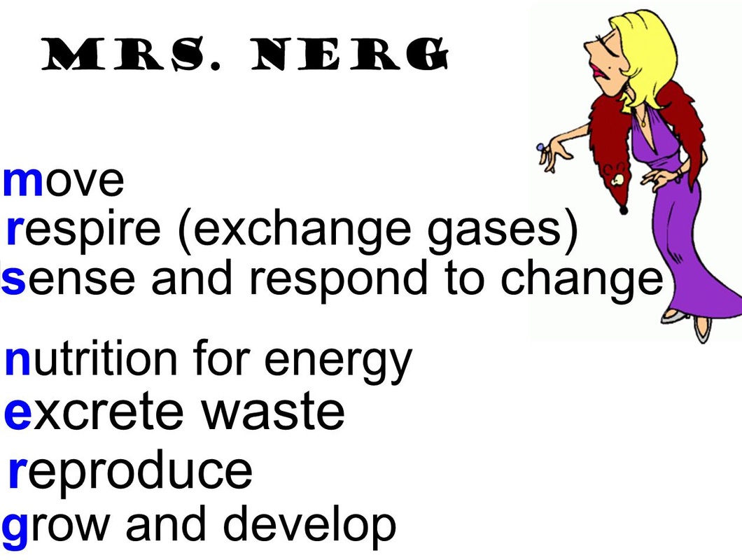 Characteristics of Living Things - Rumney Marsh Academy Science Revere ...