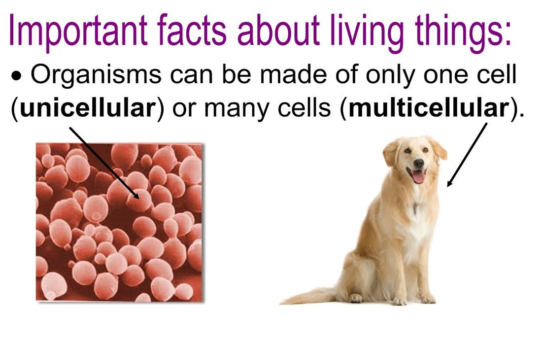 Characteristics of Living Things - Rumney Marsh Academy Science Revere ...