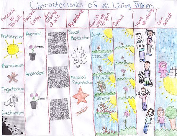 65 best images about characteristics of living things on Pinterest ...