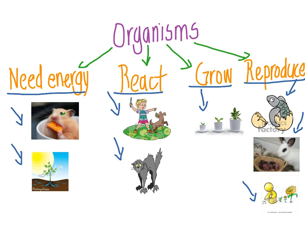 Characteristics Of Living Things