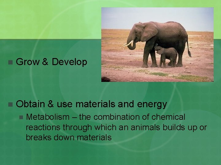 Characteristics of Living Things Living Things Share the