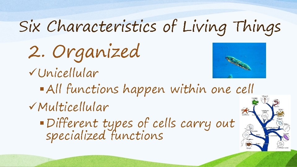 Living Things Six Characteristics of Living Things 1