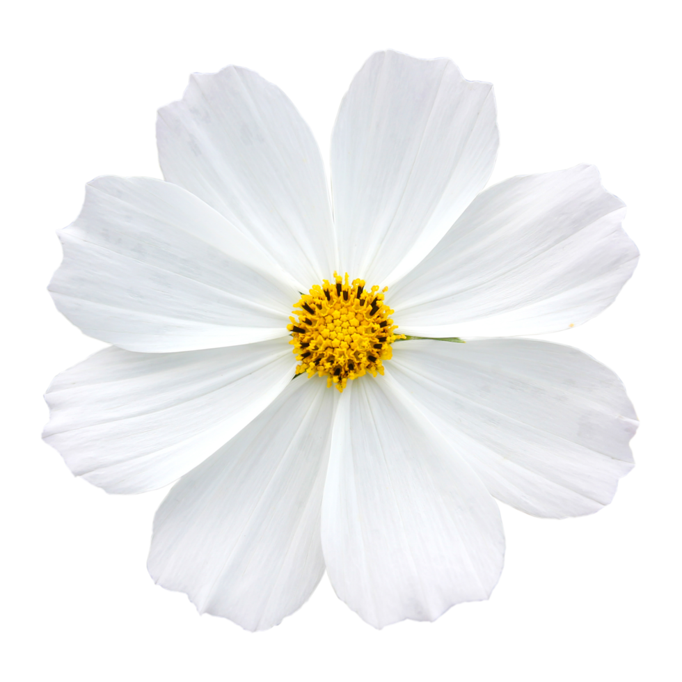 White Flower png 9887179 PNG
