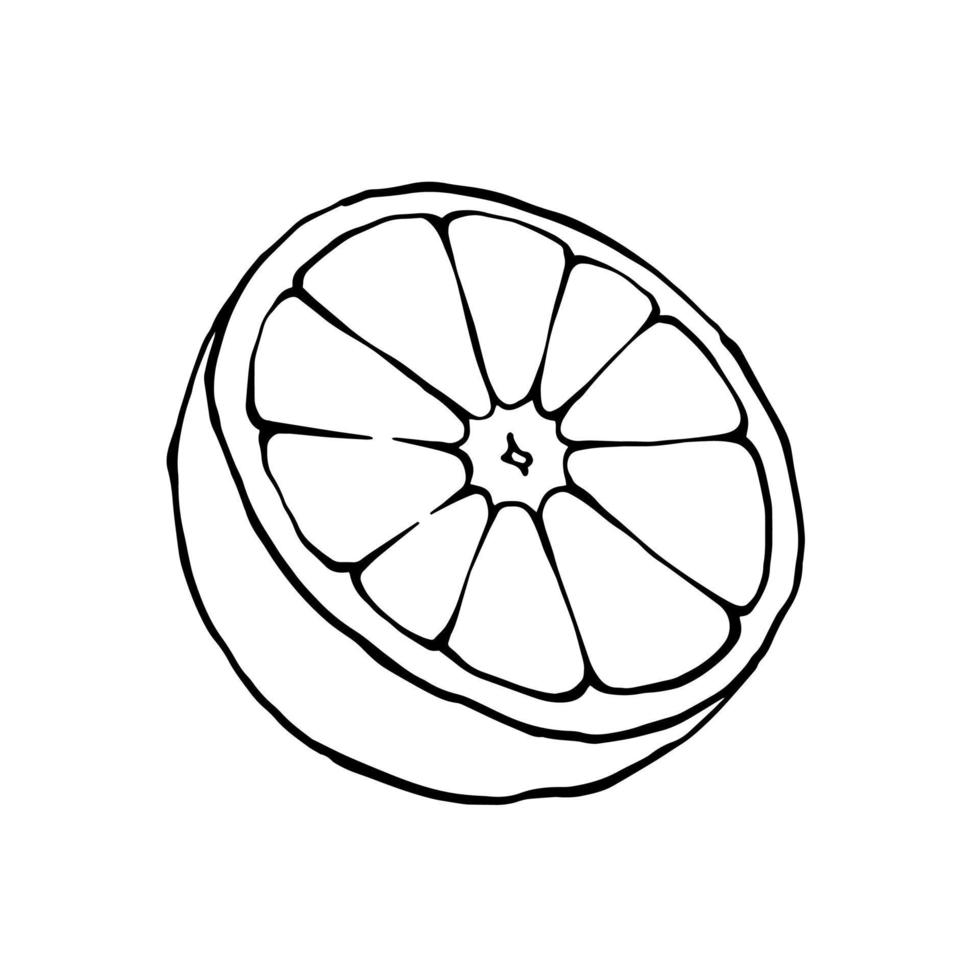 Orange half vector drawing. Outline black and white illustration of cut ...