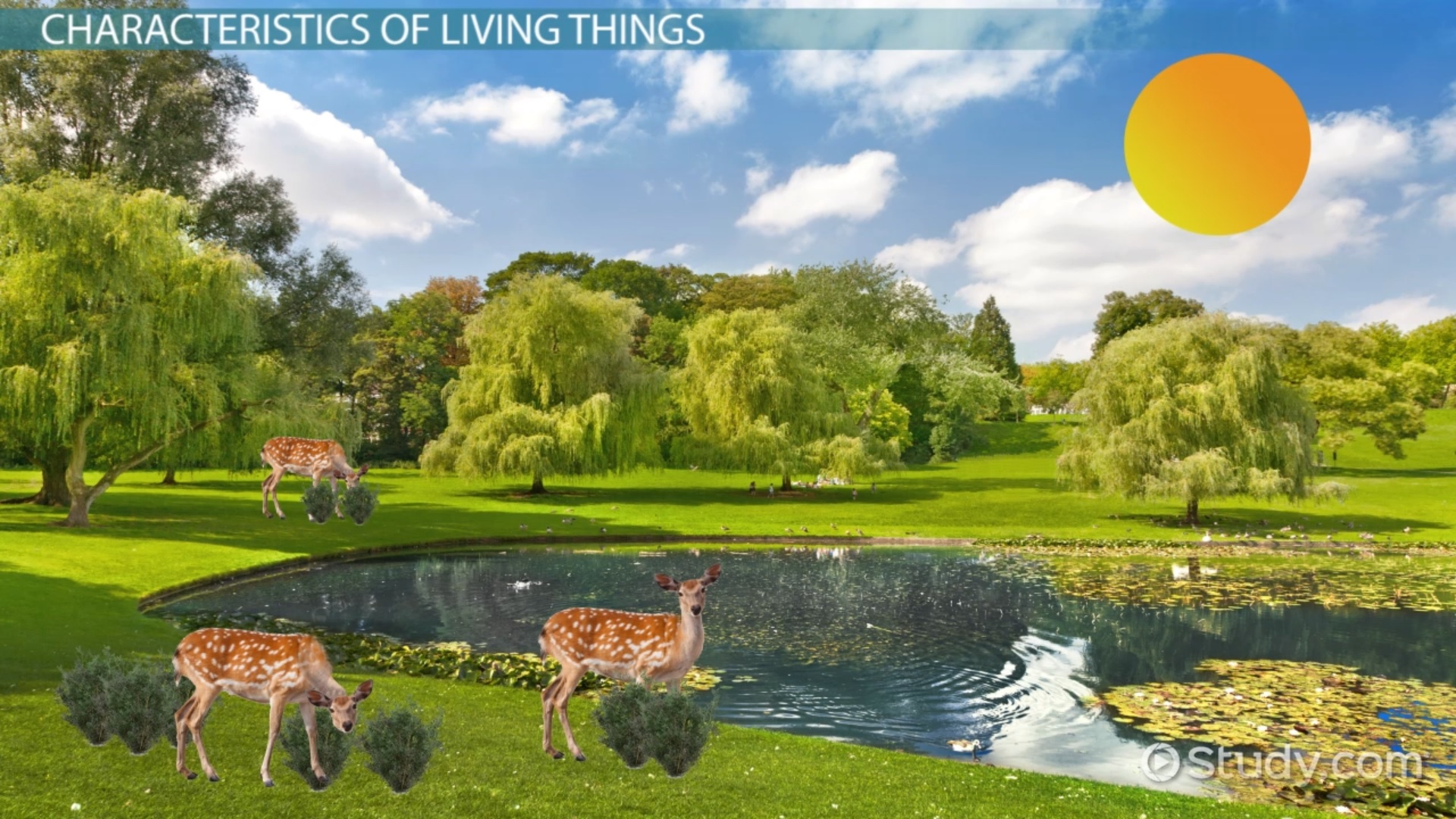 Characteristics of Living Things | Overview & Examples - Video & Lesson ...