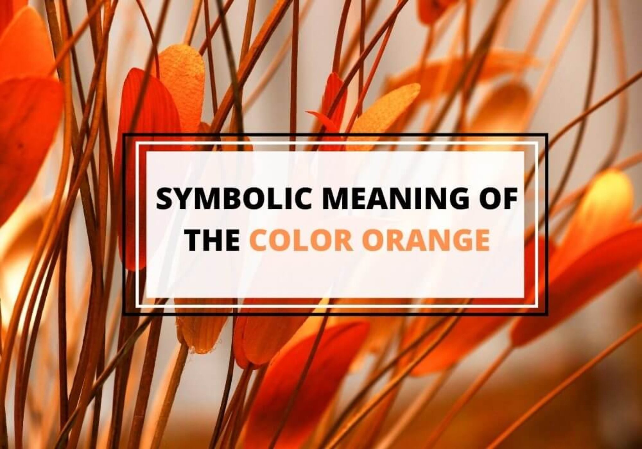 Orange: More Than Just a Color - A Symbolic Exploration - Symbol Sage
