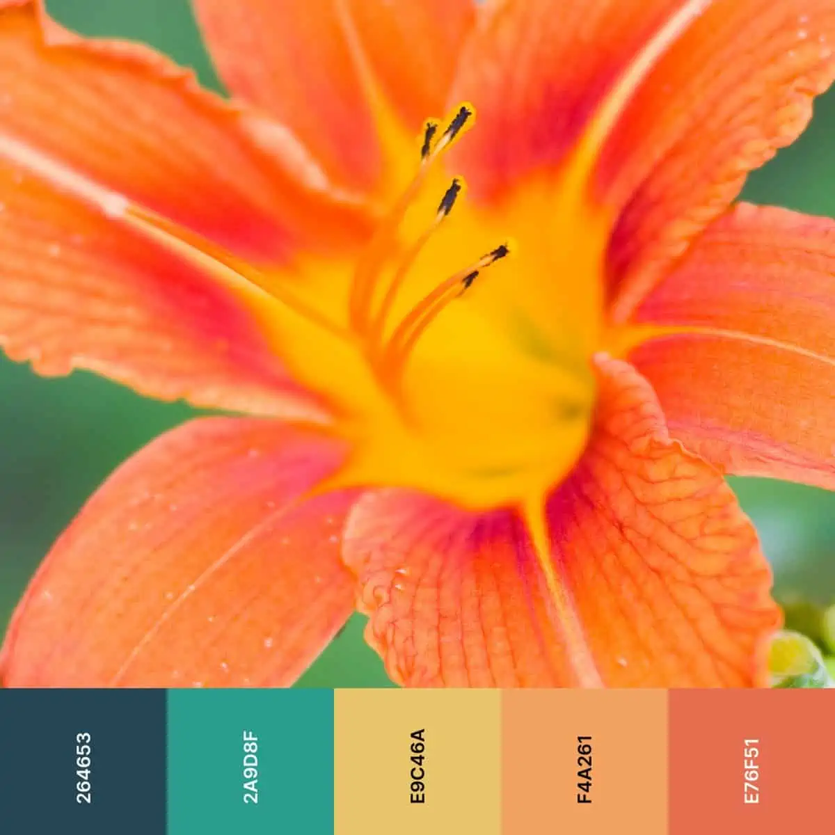 99 Shades of Orange with Names, Hex, RGB, & CMYK