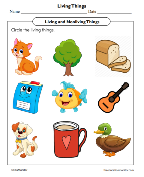 Living Things Science Worksheet for Kindergarten - EduMonitor