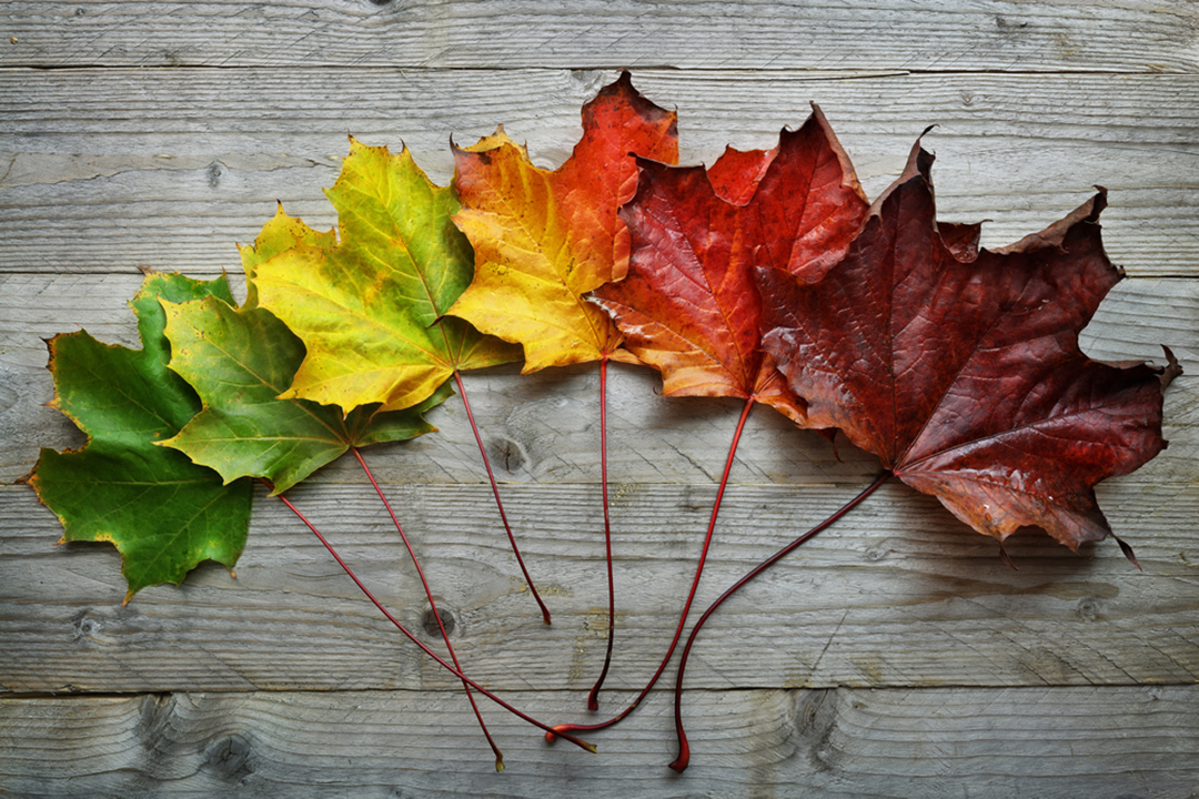 Navigating Life Transitions - The Gajer Practice