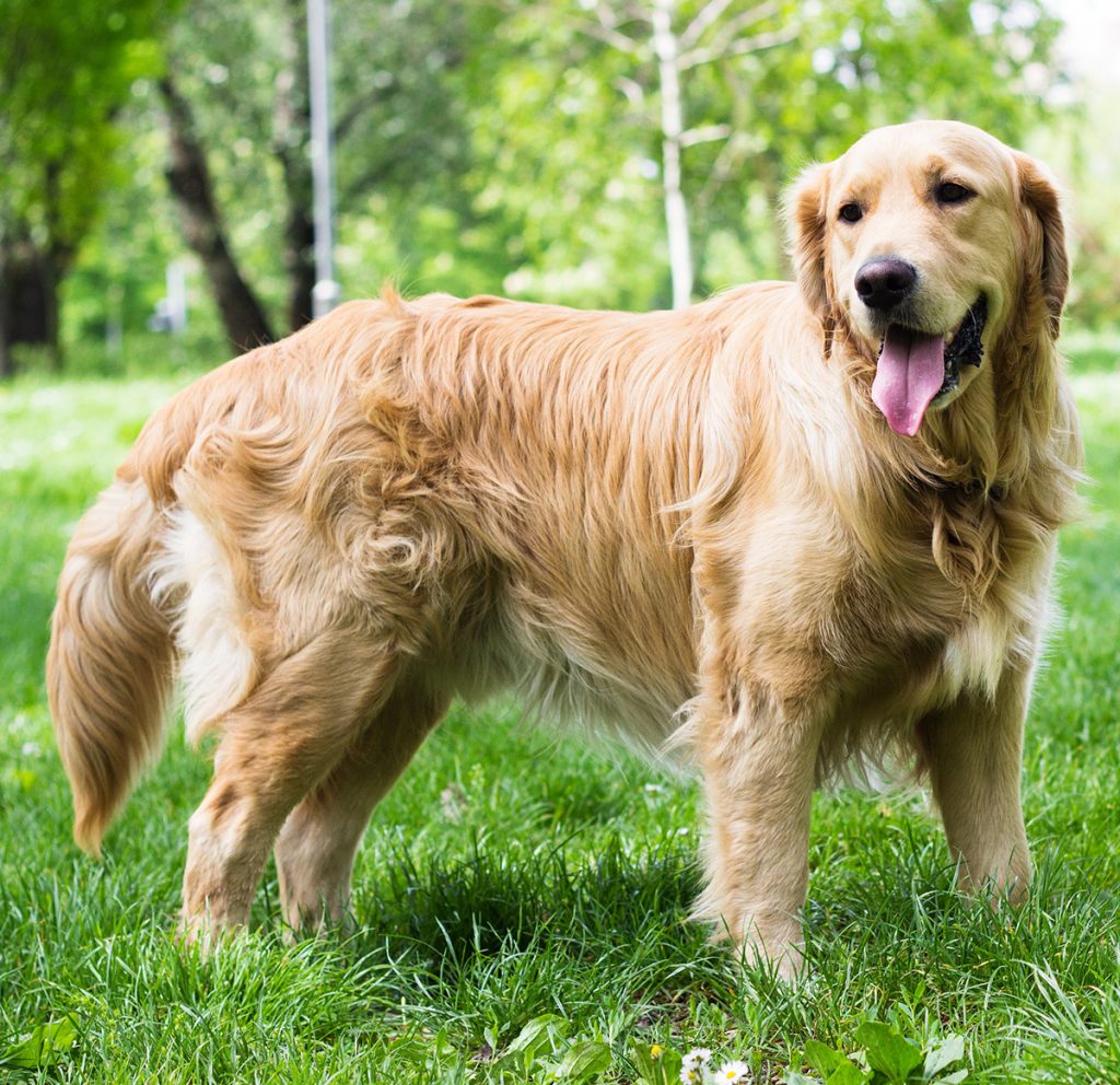 Der Schwarz Golden Retriever: Eine einzigartige Rasse