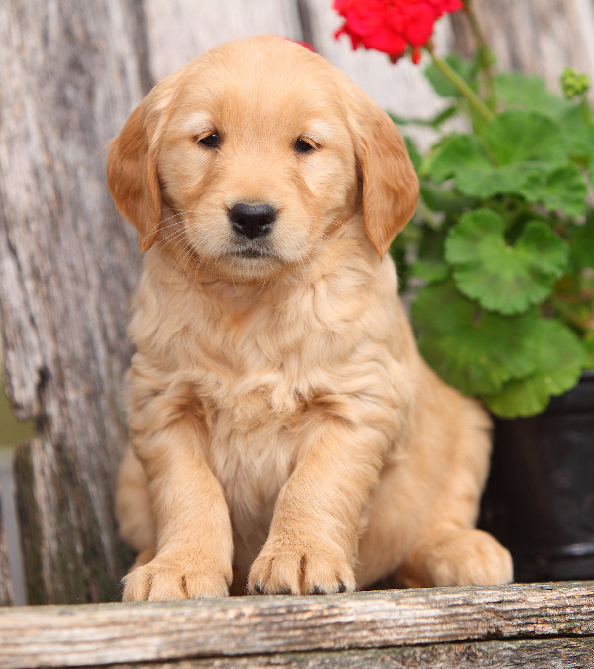 List 103+ Pictures Pictures Of Golden Retriever Puppies Stunning