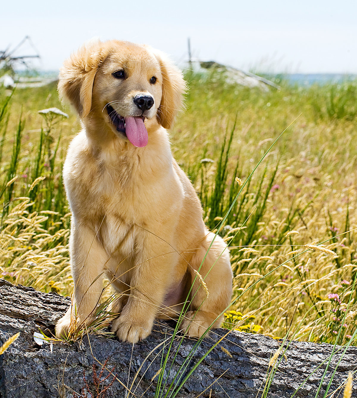 Yellow Golden Retriever Puppy