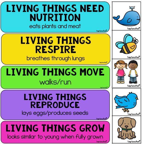 Characteristics of Living Things - Top Teacher