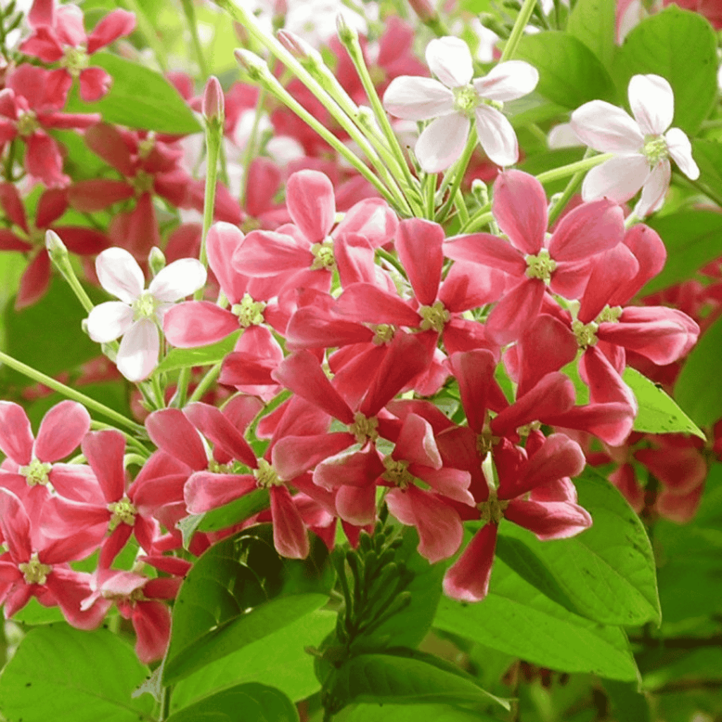 Creeper Plants – Page 2 – VGR Gardens