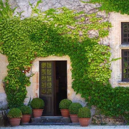 Creeper Plants - VGR Gardens