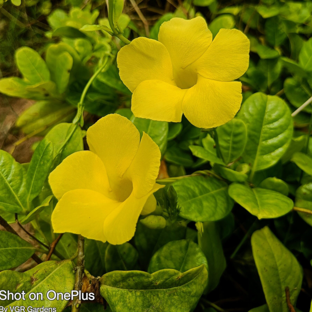 Creeper Plants – VGR Gardens