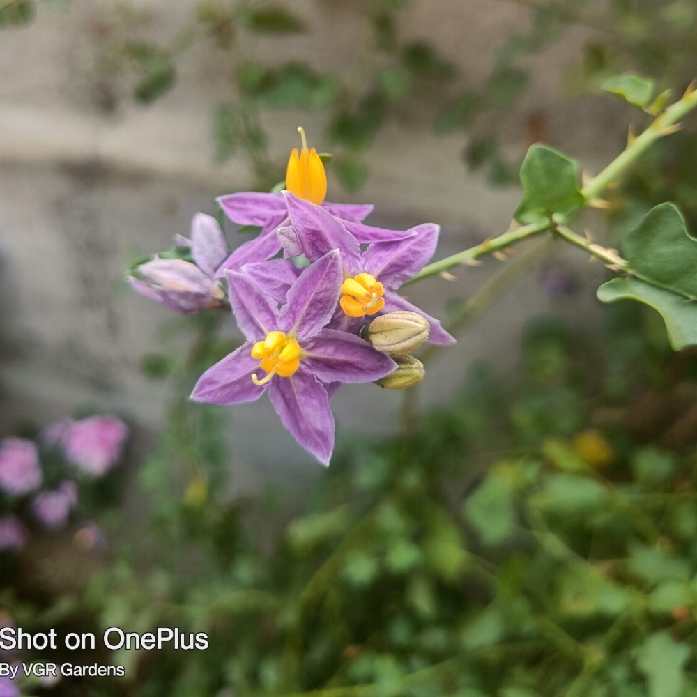 Exotic plants - VGR Gardens