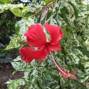 Creeper Plants – VGR Gardens