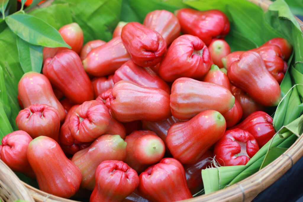 Exotic plants | VGR Gardens