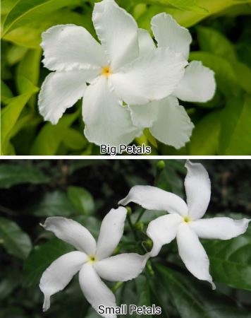 Exotic plants - VGR Gardens
