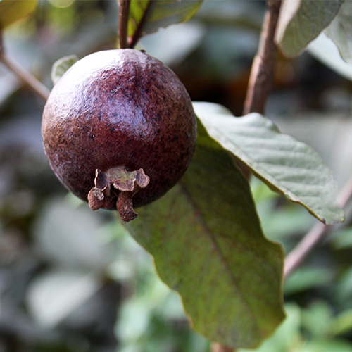 Exotic plants | VGR Gardens