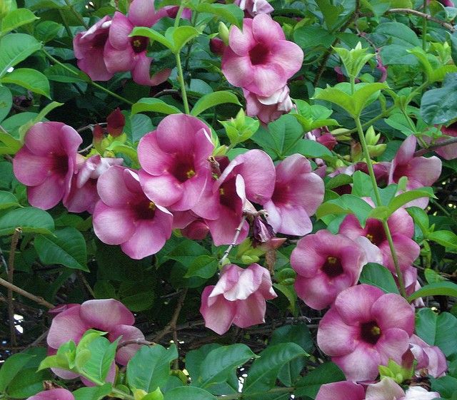 Exotic plants – VGR Gardens