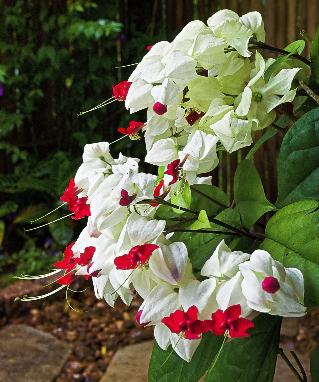 Creeper Plants – VGR Gardens