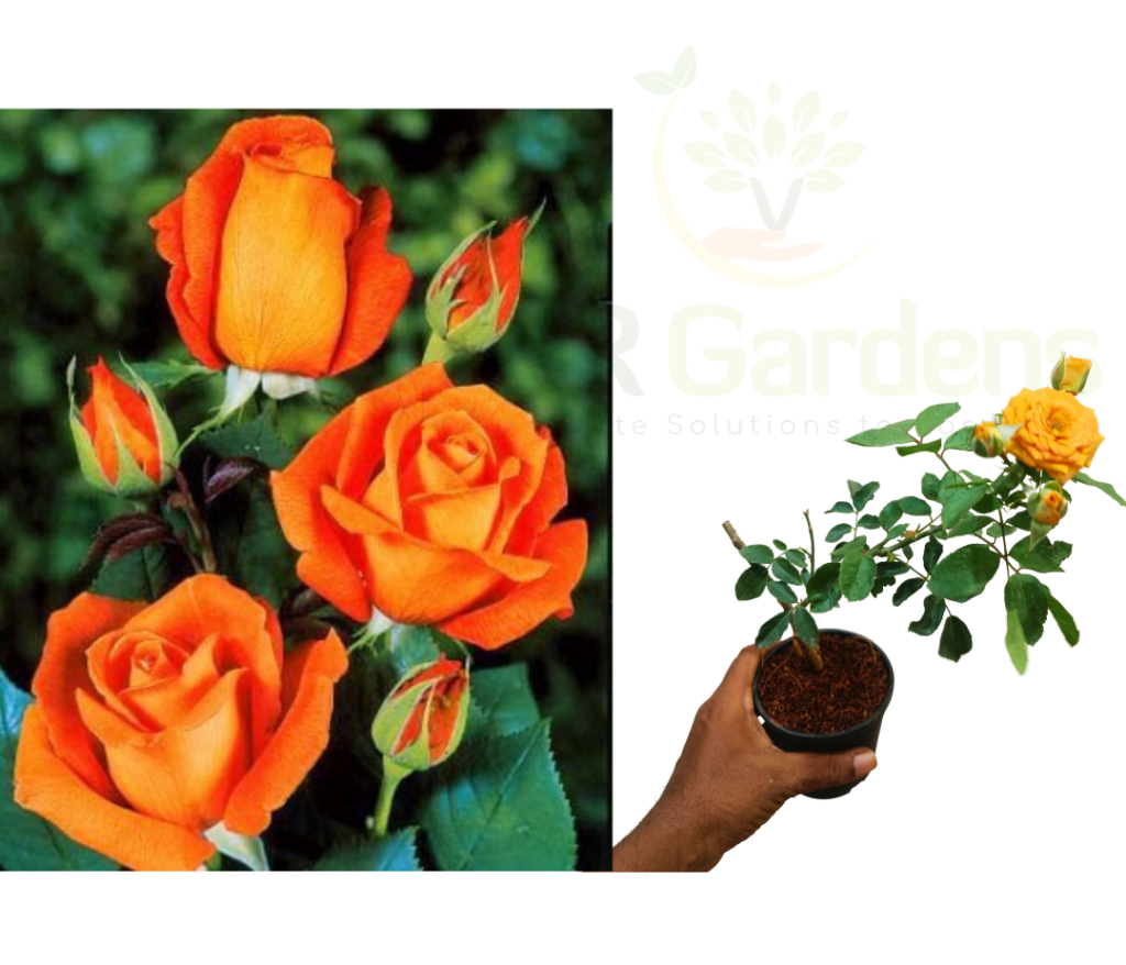 Exotic plants – VGR Gardens