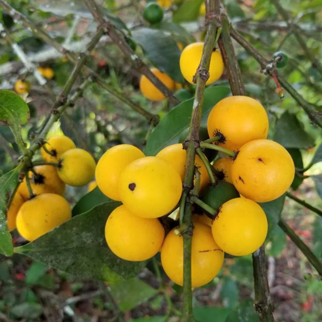 EXOTIC PLANTS – VGR Gardens