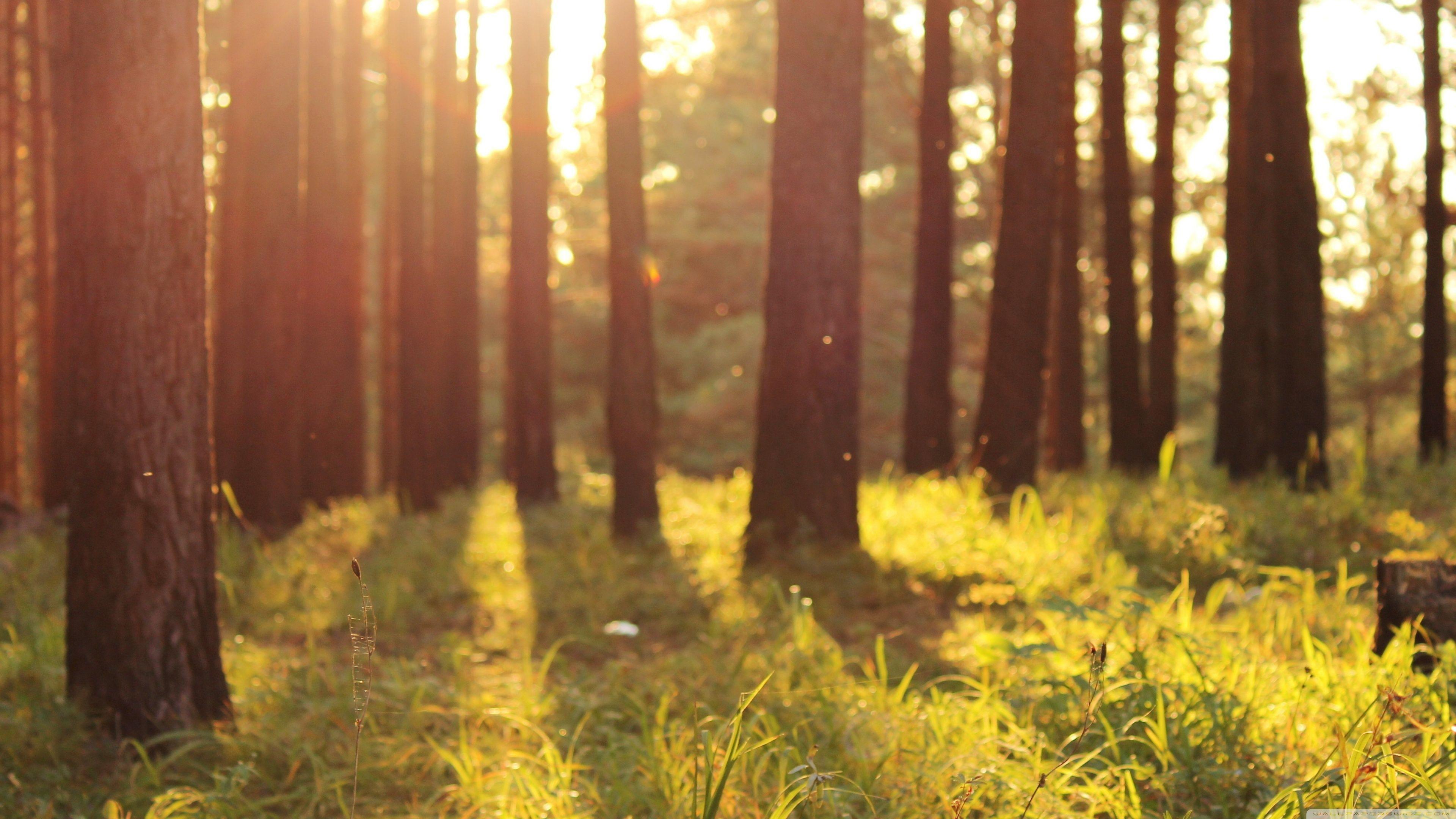Warm Nature Wallpapers - Top Free Warm Nature Backgrounds - WallpaperAccess