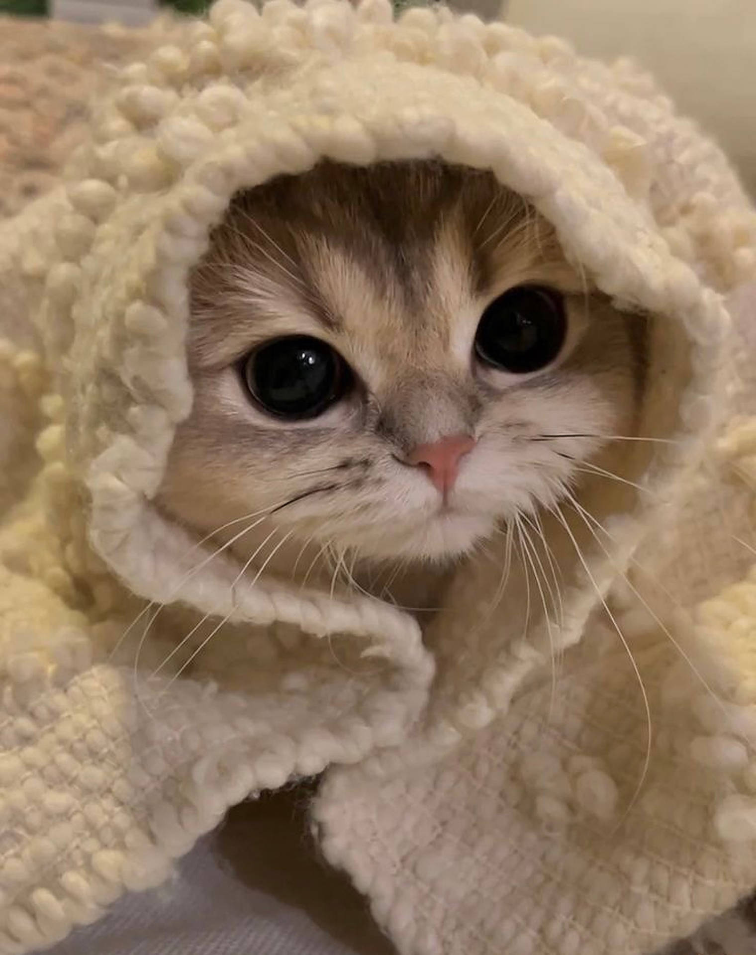 Download Cute Cat Eyes Profile Picture Wallpaper | Wallpapers.com