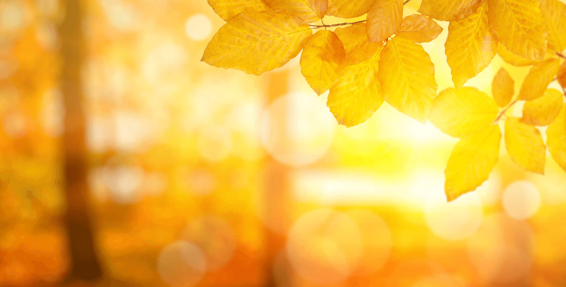 Download Experience the Warmth of This Colorful Background ...