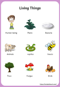 Living Things and Non-living Things Chart - Your Home Teacher