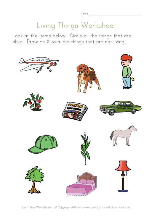 Living Things Worksheet