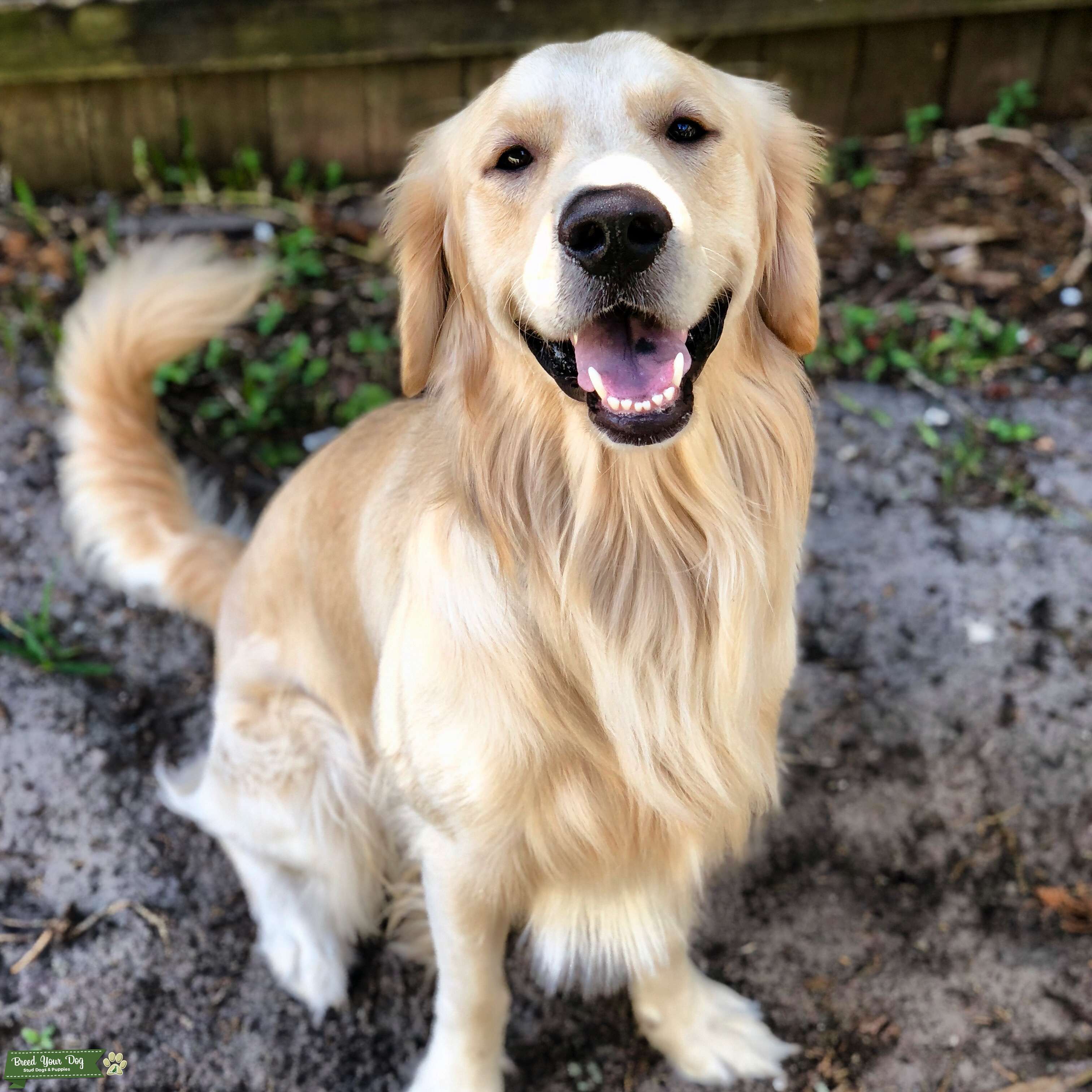 Stud Dog - English Creme Golden Retriever - Breed Your Dog