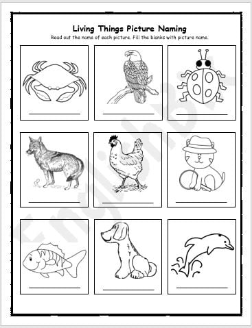 Living Things Worksheet For Kindergarten