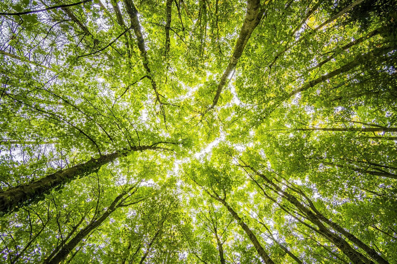 Facts about the Color Green