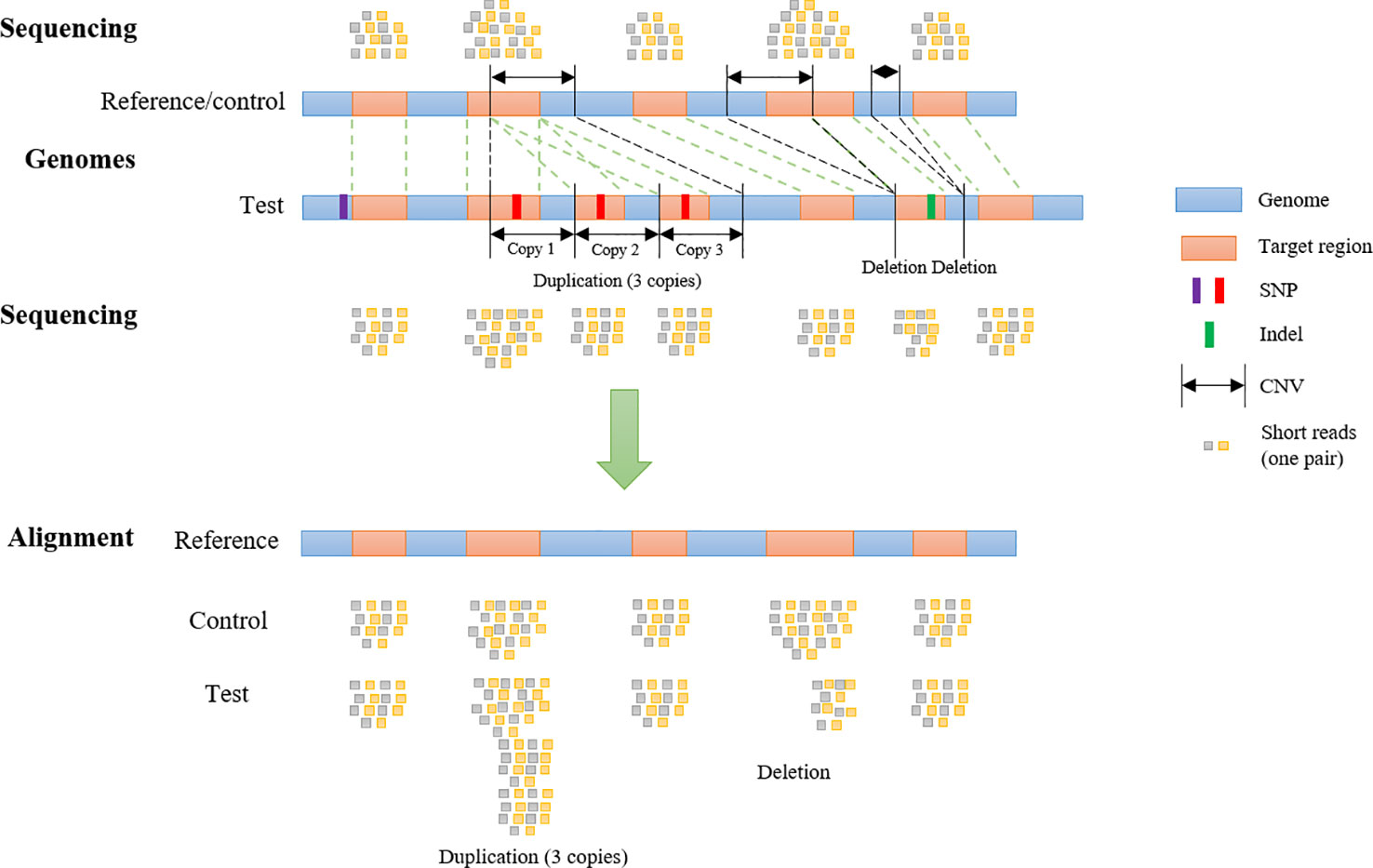 Frontiers | SECNVs: A Simulator of Copy Number Variants and Whole-Exome ...