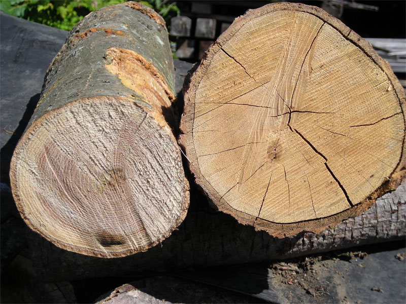 Wood - Definition of Wood