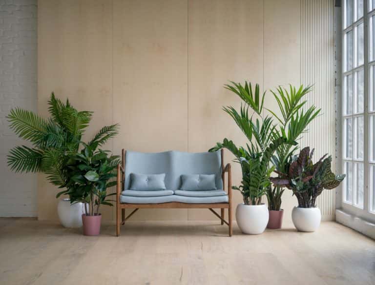 Decorate Living Room With Indoor Plants | Baci Living Room