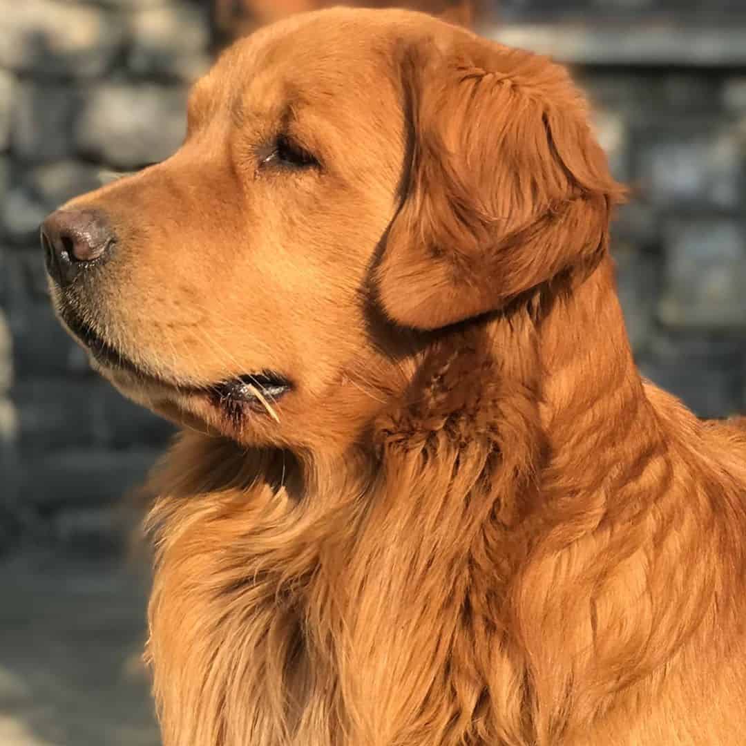 Connaissez-vous tous les différents types de Golden Retrievers? | Mex Alex