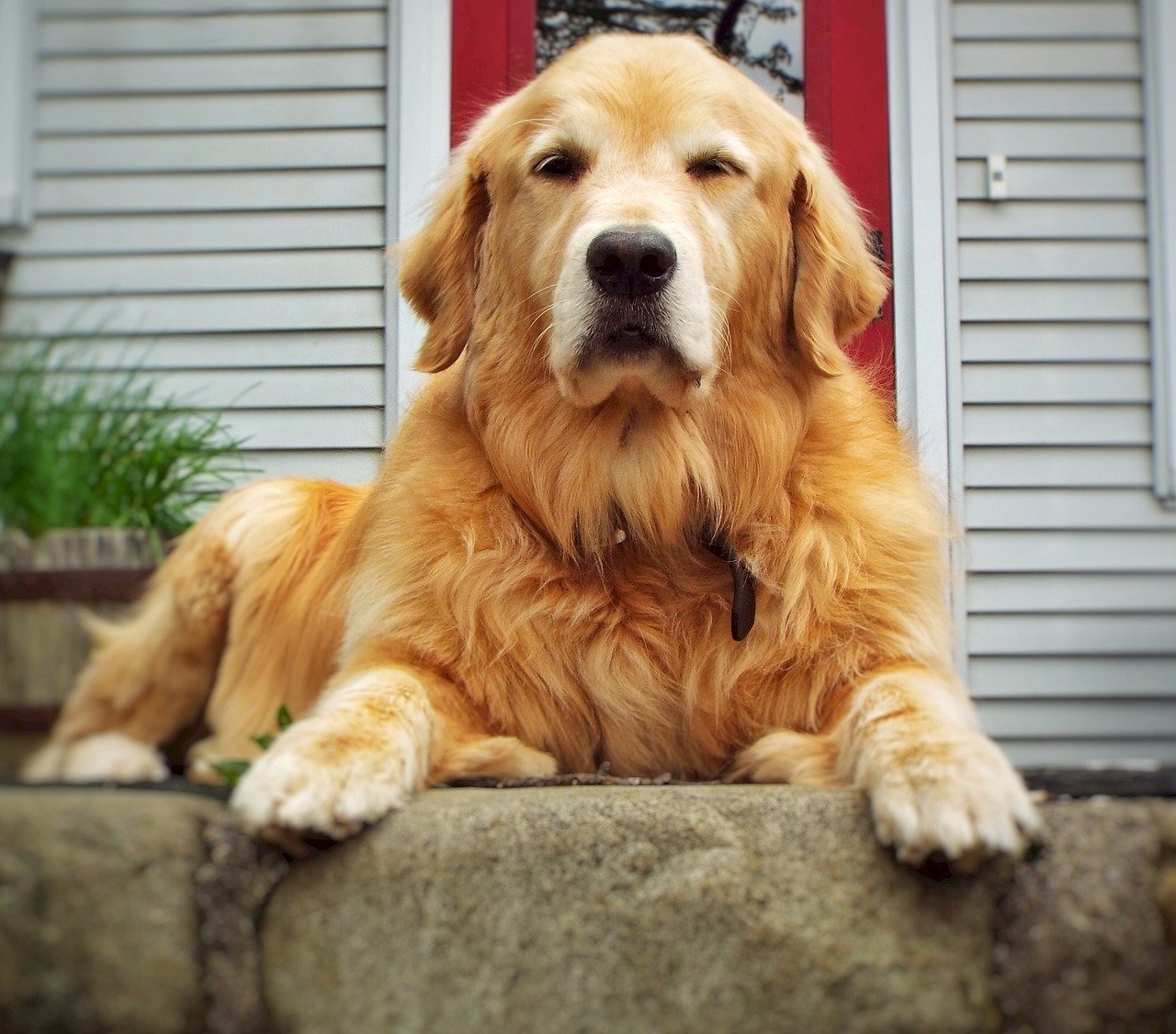 Golden Retriever una raza siempre dispuesta – Kennel Club Argentino