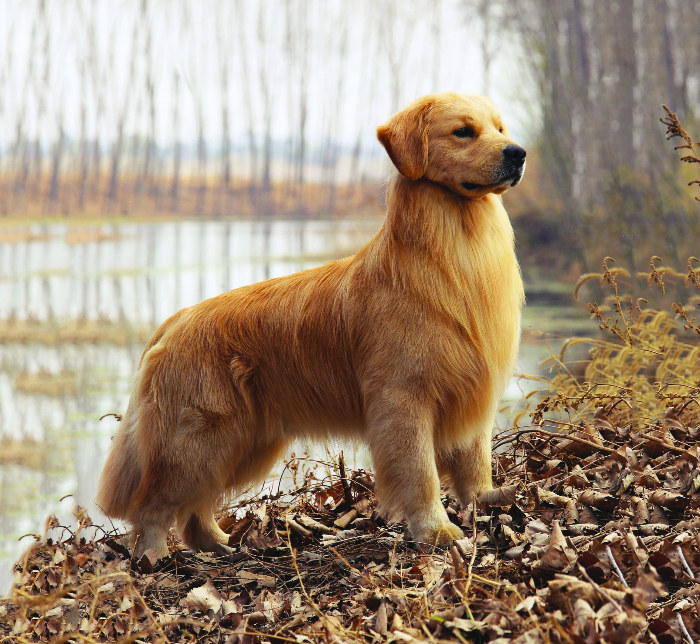 Golden Retriever | BULB