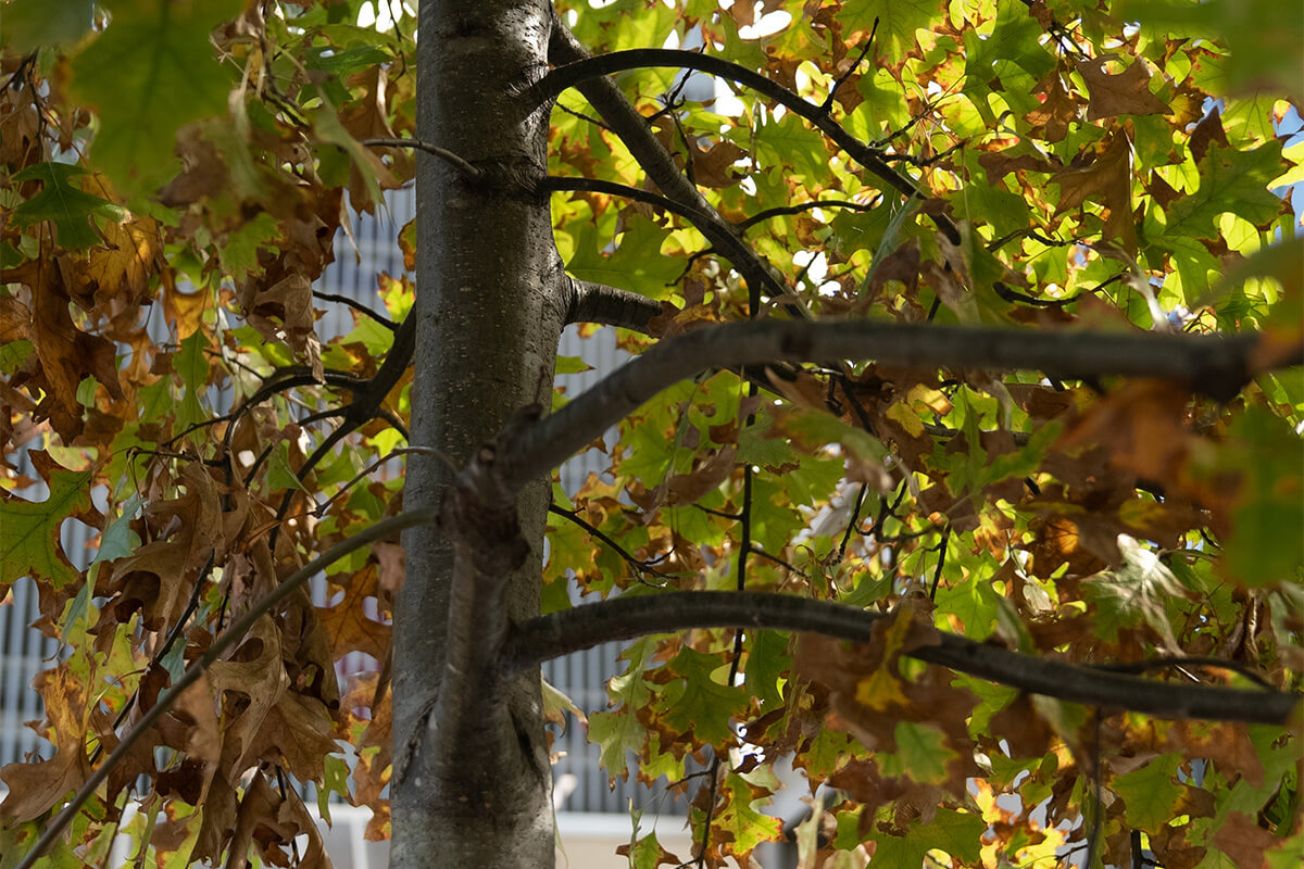 Greening our City program | Planning