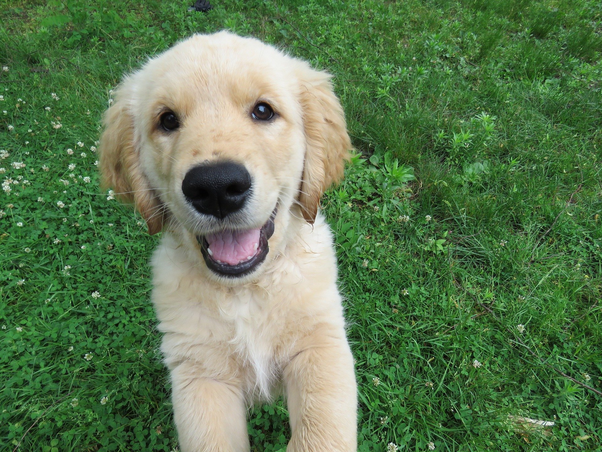 Golden Retriever Puppy