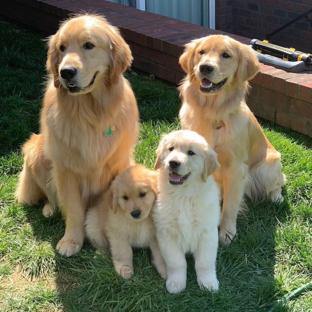 Golden Retriever Dog Breed Facts & Information | Rover.com