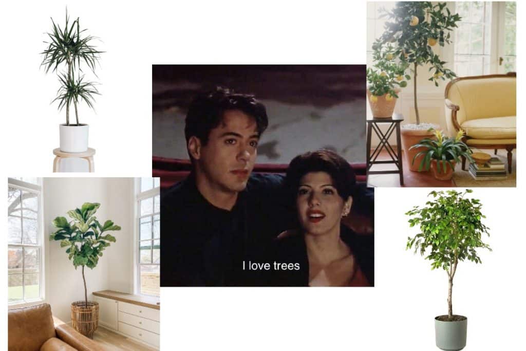 15 of the best indoor trees to bring into your home